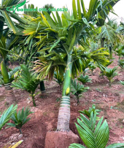 Đánh bầu những cây Cau Lùn cao hơn 2m, đường kính bầu 40 - 50cm