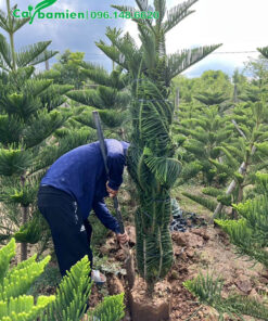 Bứng bầu cây Bách Tán cao 2m