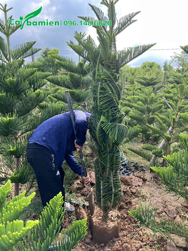 Bứng bầu cây Bách Tán cao 2m