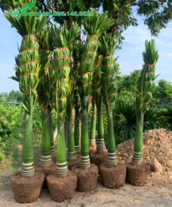 Bứng và bó gọn lá cau trước khi vận chuyển