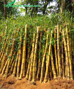 Dùng xơ dừa để dâm ủ cây tre vàng giúp giữ ẩm tốt hơn