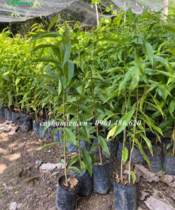 Cây Trầm Hương giống chỉ vài nghìn đồng 1 cây