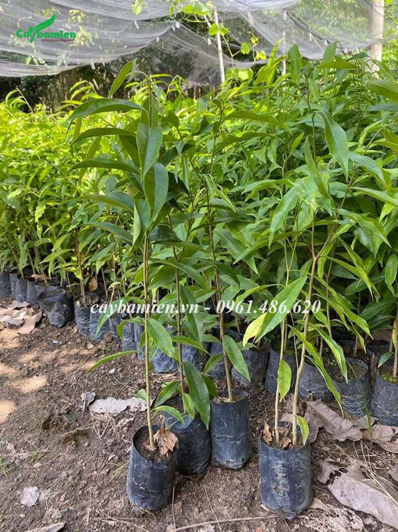 Cây Trầm Hương giống chỉ vài nghìn đồng 1 cây