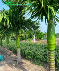 Hàng cau lùn cảnh đẹp trồng trước nhà