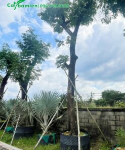 Cây công trình Me Tây trồng đường phố đô thị