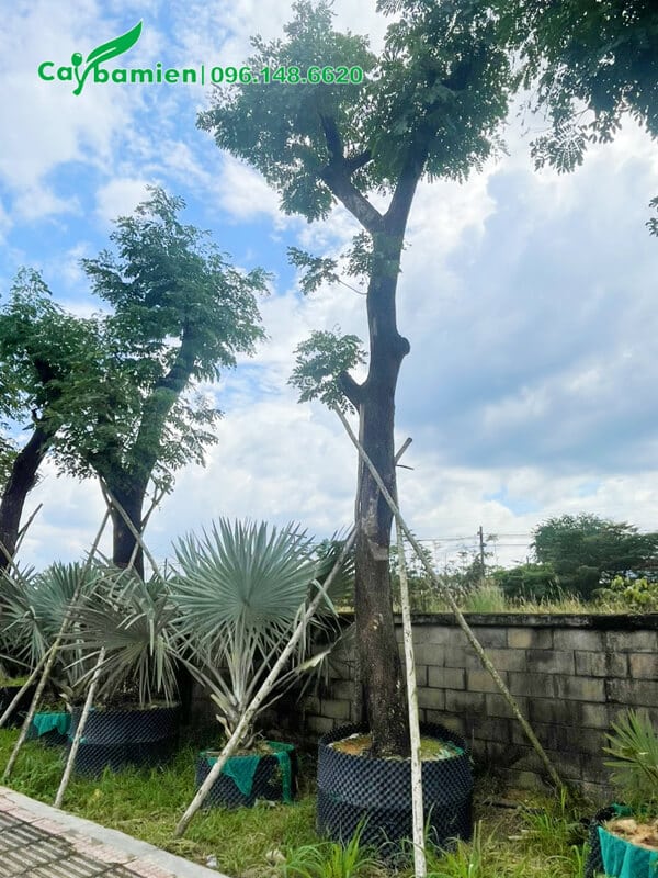 Cây công trình Me Tây trồng đường phố đô thị