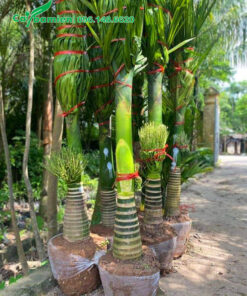 Cây mới bứng, bầu đã cuốn lưới, lộ thân khoảng 50 - 60cm