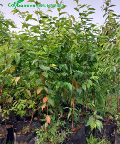 Bán cây Anh Đào giống giá rẻ