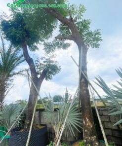 Cây đang giâm ủ tại vườn bán, khách hàng đến có thể chọn luôn