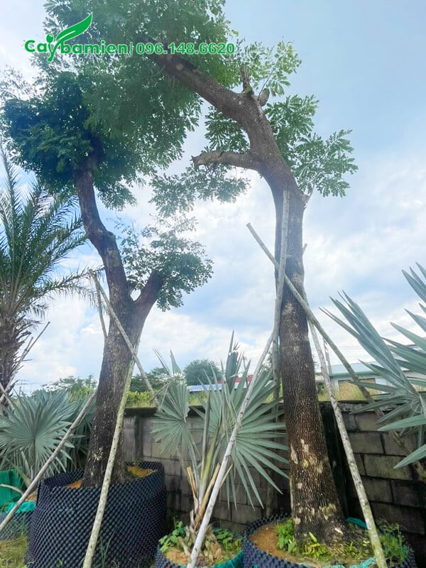 Cây đang giâm ủ tại vườn bán, khách hàng đến có thể chọn luôn