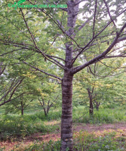 Cây Hoa Anh Đào lâu năm, đường kính 30cm