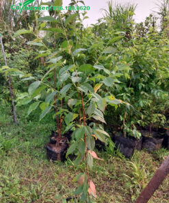 Cận cảnh cây giống Anh Đào cao 1m, đk 1 - 1,5cm