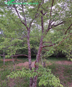 Cây Anh Đào lâu năm, hai thân, đường kính 15cm