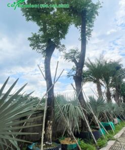 Hai cây Me Tây công trình đường kính 35cm