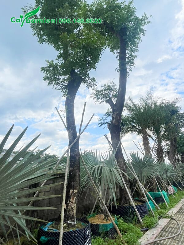 Hai cây Me Tây công trình đường kính 35cm