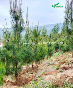 Rừng cây Thông Mã Vĩ hàng nghìn cây