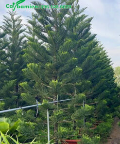 Vườn Tùng Bách Tán công trình trồng chậu, cao 4m