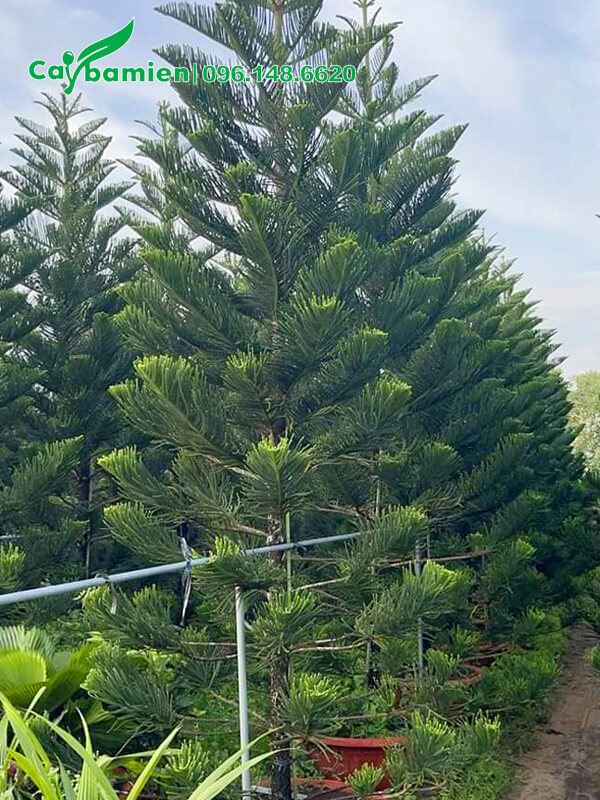 Vườn Tùng Bách Tán công trình trồng chậu, cao 4m