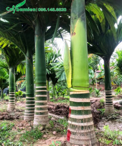 Vườn cây Cau Lùn trồng từ bé tại vườn, chiều cao khoảng 2m