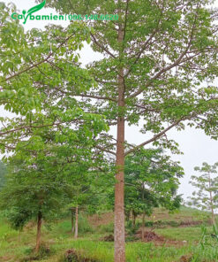 Cây Gạo lâu năm đường kính thân 15 - 18cm đo cách gốc 1m