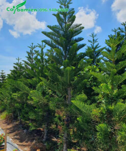 Vườn dưỡng ủ cây cao 3 - 4m