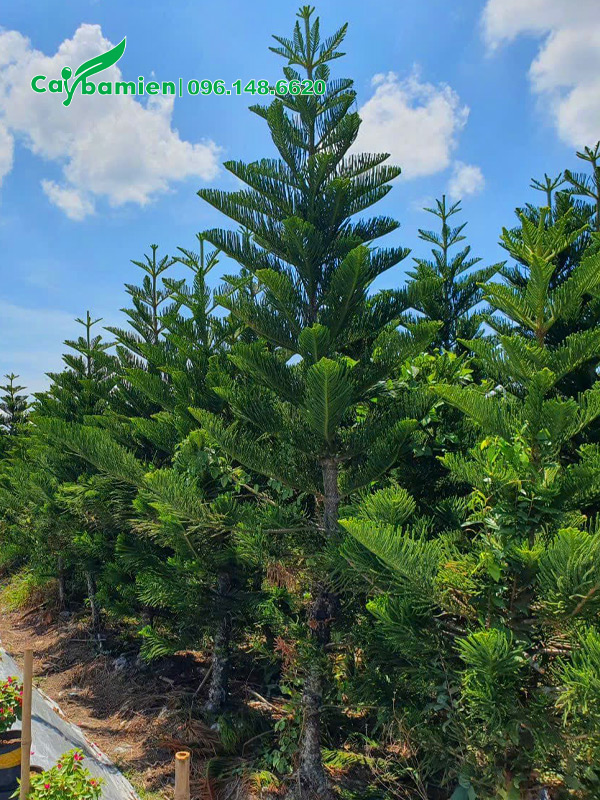 Vườn dưỡng ủ cây cao 3 - 4m