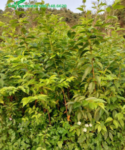 Vườn cây giống hoa anh đào