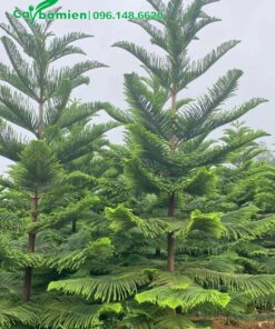 Vương Tùng trưởng thành, cao 3m