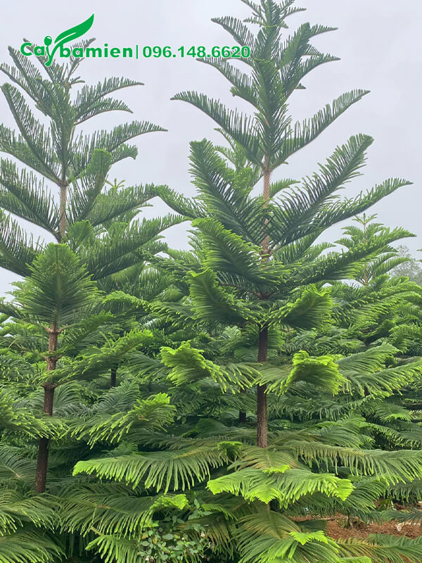 Vương Tùng trưởng thành, cao 3m