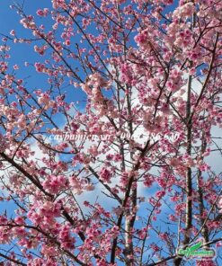 Hoa Anh Đào nở rộ vào mùa Xuân mang ý nghĩa cho sự khởi đầu