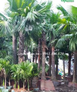 Cọ Đỏ và các giống cây họ Cau tại Cây Ba Miền