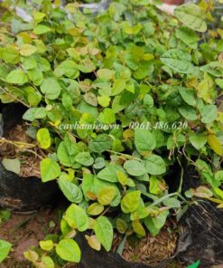 Cây giống Thằn Lằn có màu lá đẹp