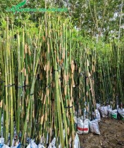 Thân cây dâm ủ trong bầu, số lượng 4 - 5 thân/bụi