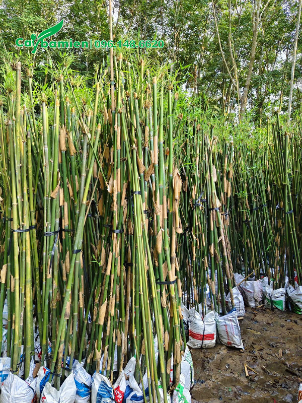 Thân cây dâm ủ trong bầu, số lượng 4 - 5 thân/bụi