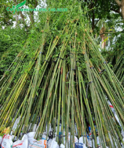 Hàng tuyển đẹp, xếp thành từng đống, màu xanh tươi mát mát