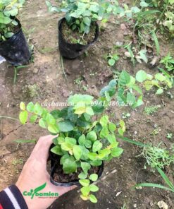 Cây giống đạt tiêu chuẩn đem trồng, kích thước khoảng 20 - 35cm