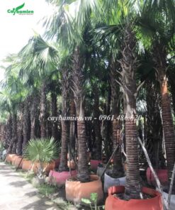 Cây Cọ Đỏ công trình, lóng thân cao 1m5