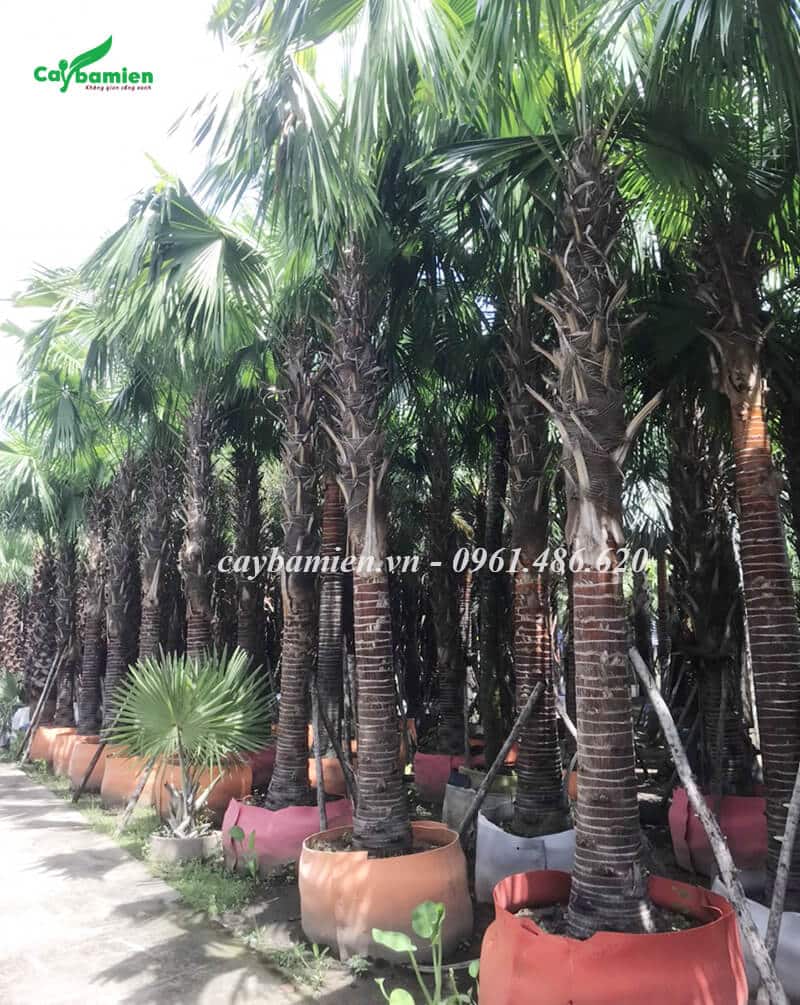 Cây Cọ Đỏ công trình, lóng thân cao 1m5