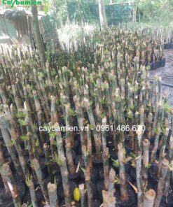 Tầm vông phạt ngọn