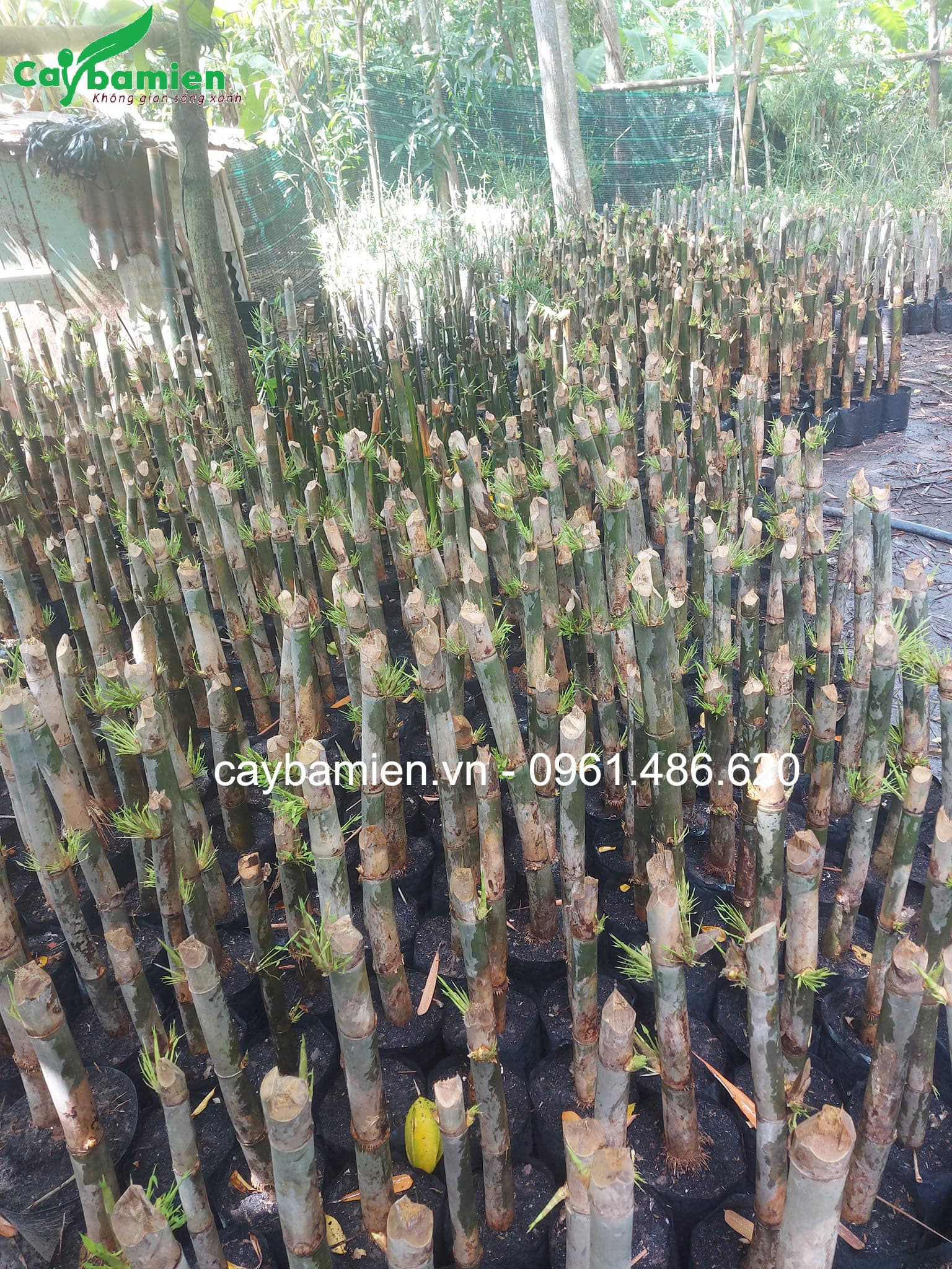 Tầm vông phạt ngọn