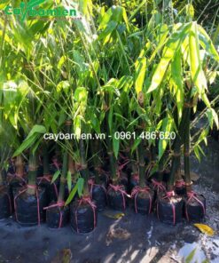 Cây giống Tre Mạnh Tông