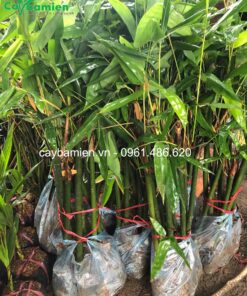 Cây giống giâm cành, chiều cao khoảng 50cm