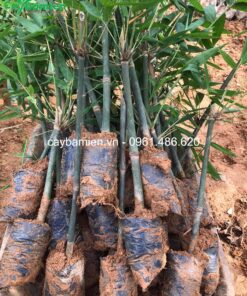 Tre mạnh tông đóng bầu nhỏ