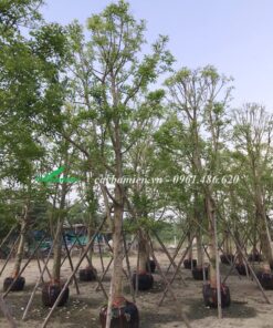 Cây đâm ủ lâu năm