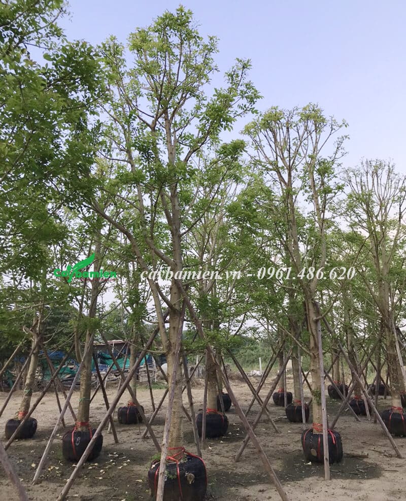 Cây đâm ủ lâu năm