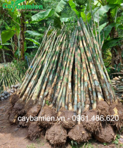 Cây tầm vông ảnh đại diện đẹp