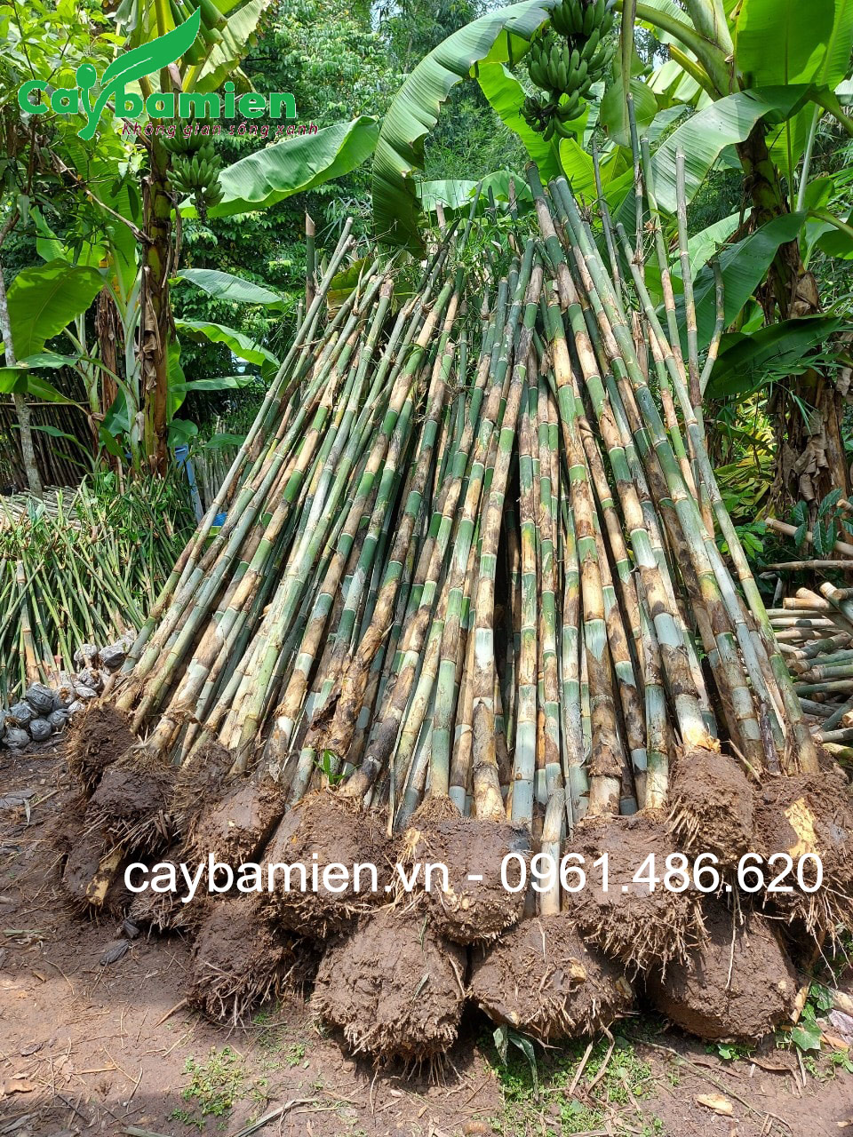 Cây tầm vông ảnh đại diện đẹp