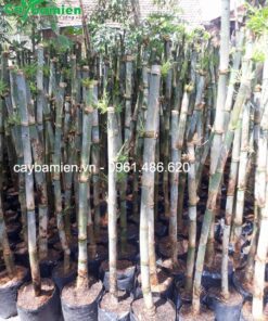 Tầm vông nên được trồng ngoài nắng