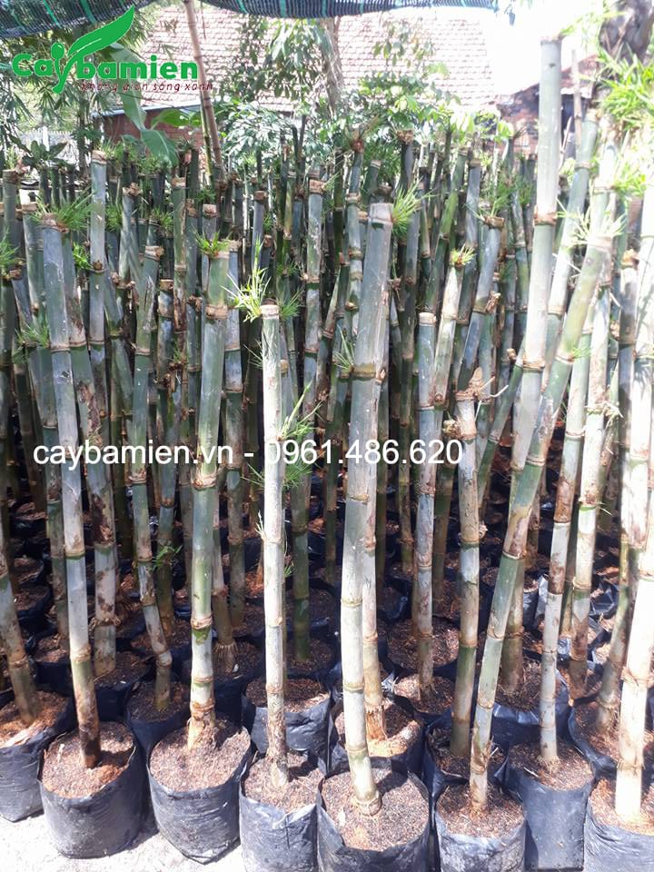 Tầm vông nên được trồng ngoài nắng