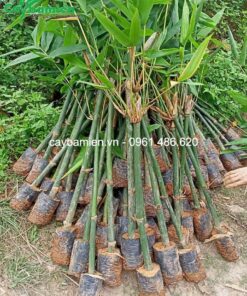 Dâm ủ cây tre mạnh tông